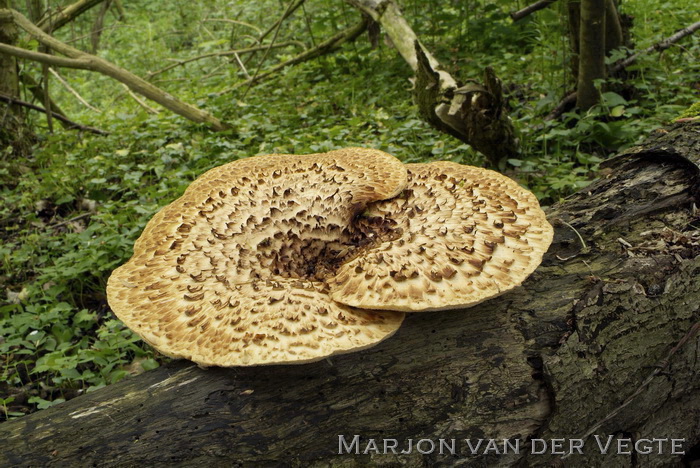 Zadelzwam - Polyporus squamosus